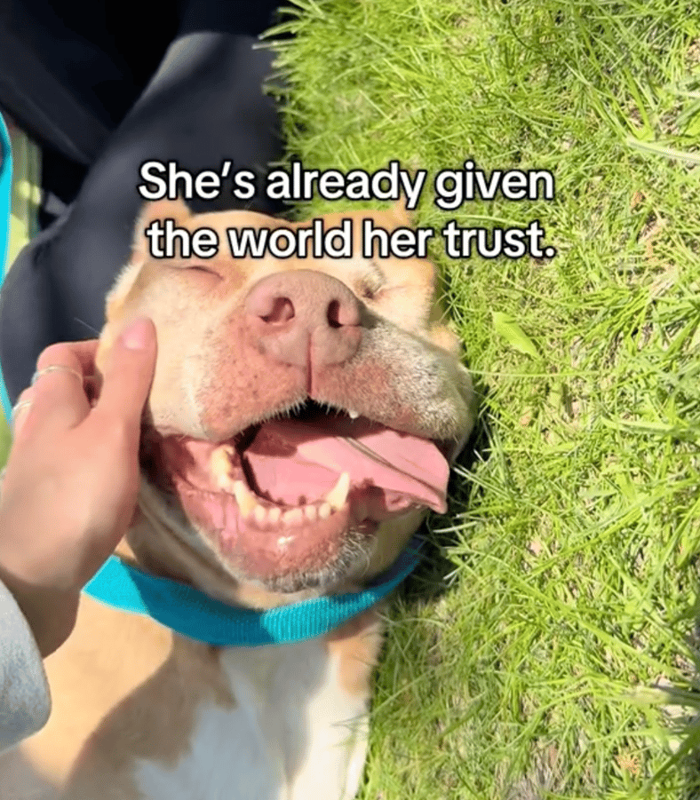 One-Eyed Senior Dog